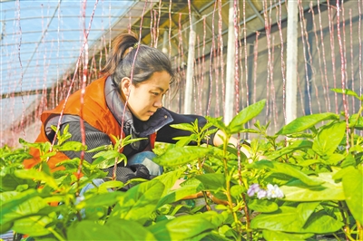 馬嘉欣通過實(shí)地調(diào)研，了解村民在農(nóng)業(yè)生產(chǎn)中遇到的困難和問題，并積極尋求解決方案。